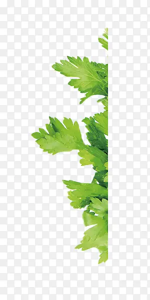 ��ɫ�۲��߲�-������