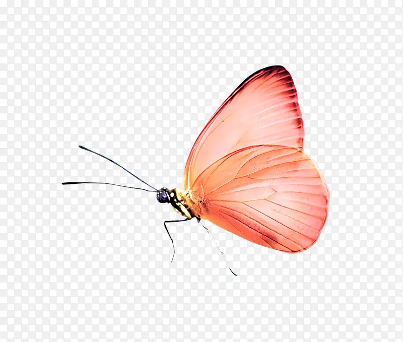 �ֻ�����-������