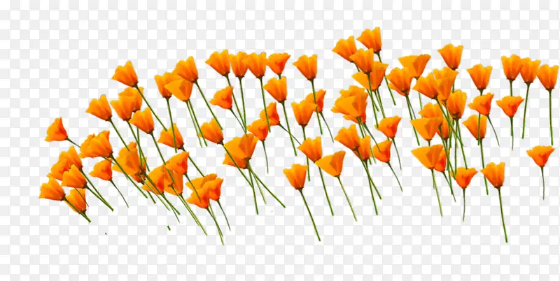 ʸ����ɫ���仨��-������