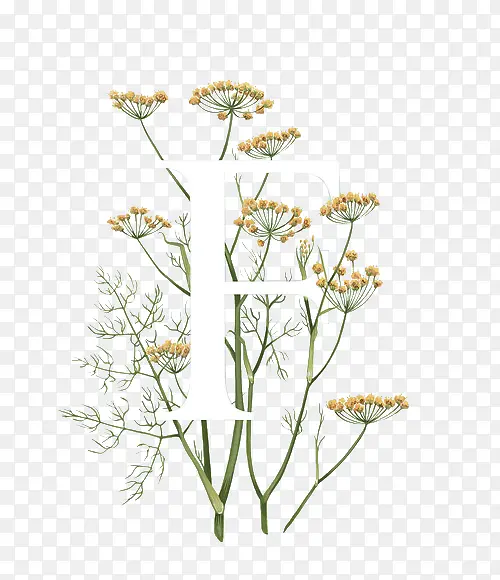 ��ɫӢ����ĸ����-������