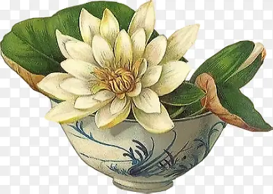 �ֻ��������а�ɫ��-������