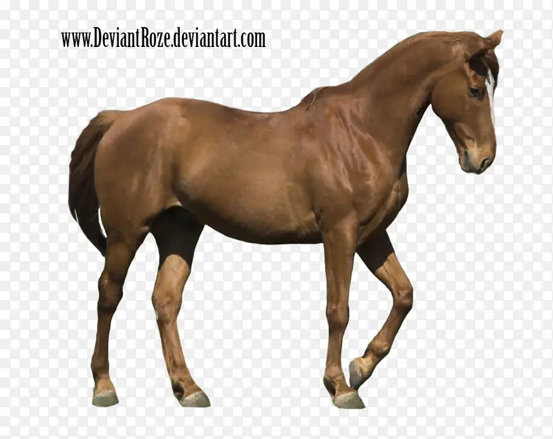 ������Ӱ������·�Ŀ���-������