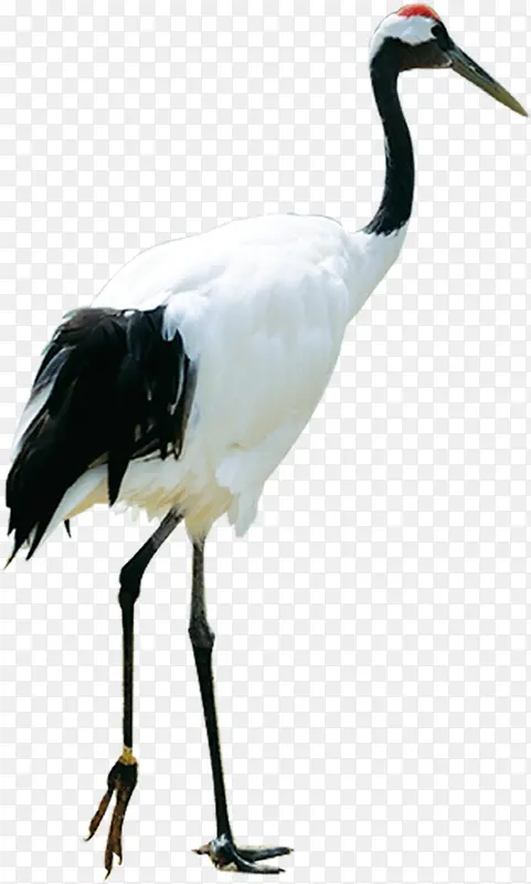 �����ɫ�ɺ״���-������