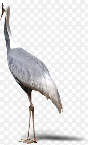 ���崴����Ӱ��ɫ���ɺ�-������