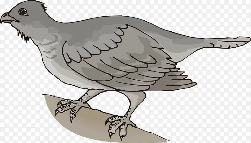 ��ɫ��ӥ-������