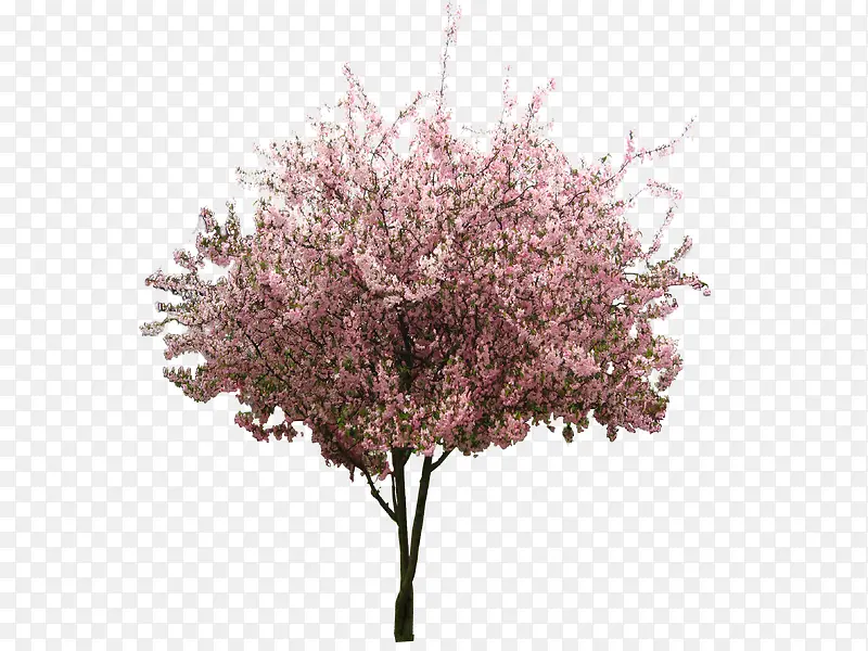 ӣ��ֲ�ﻨ��-������