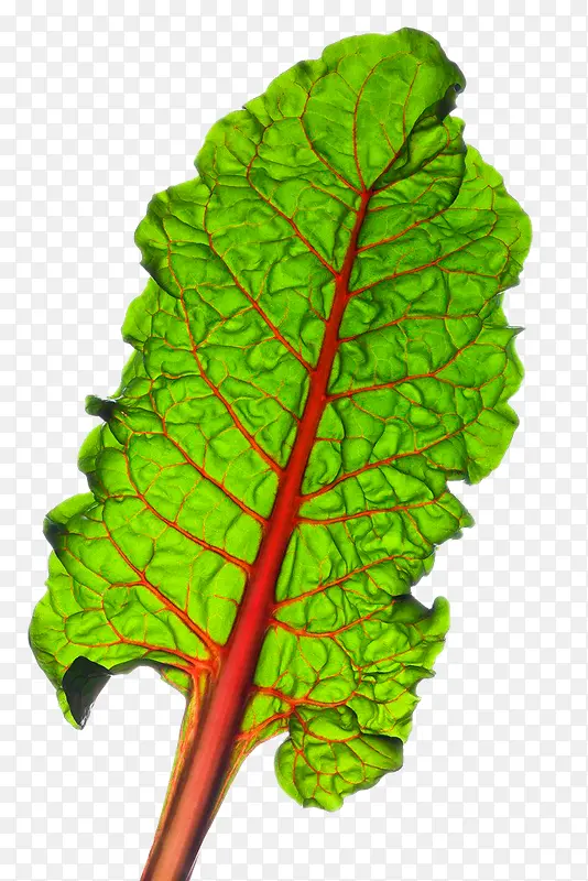 �߲�Ҷ��-������