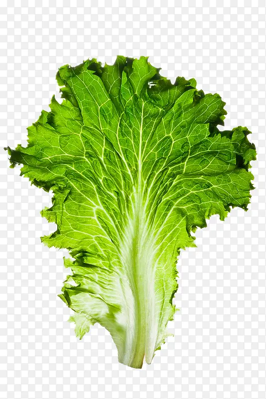 �߲�Ҷ��-������