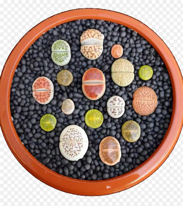 ʯ��������ֲ��-������