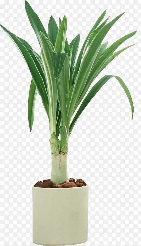 С��ֲ������-������