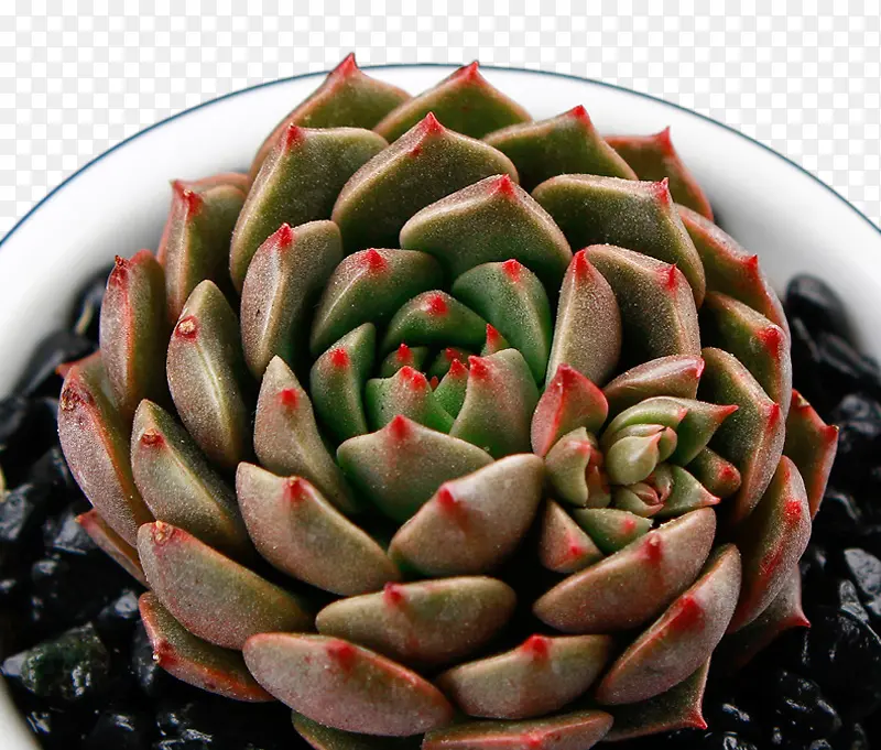 ����ά��ֲ��-������