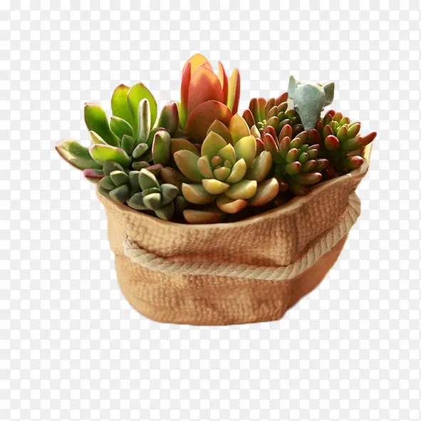 ��ɫ�������ֲ��-������