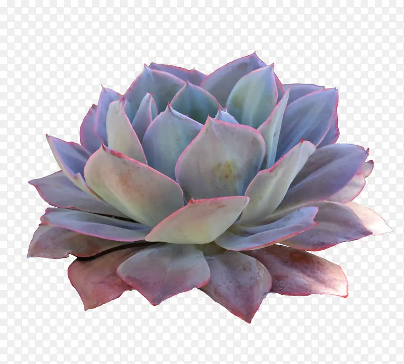 ����ֲ�����׻���Ӱ-������