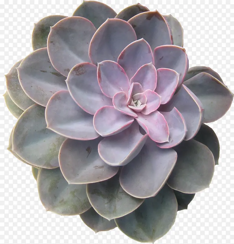 ֲ�ﴴ�����Ͷ���-������