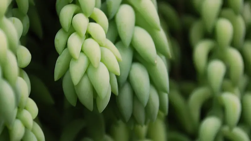 ��ɫ����ɰ�ֲ��-������