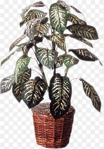 �ֻ����Դ���ֲ��-������