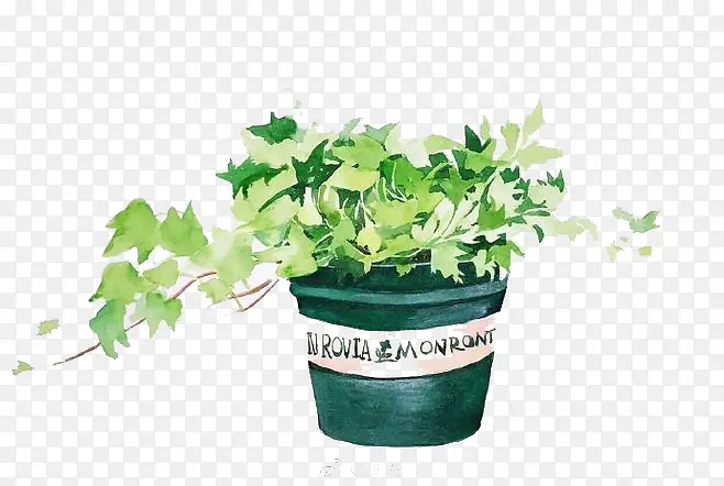 ˮ��ֲ��-������