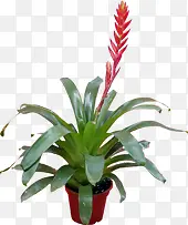 ������Ӱ������ɫֲ������-������