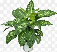 ������Ӱ��ɫ����ֲ��-������