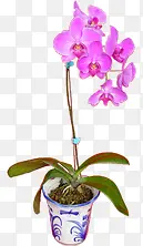 ������Ӱ��ɫ��С������-������