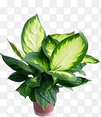 ������Ӱ��ɫ�ݱ�ֲ������-������