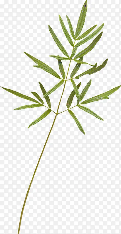 ��ֲ���ܻ��ݻ�-������