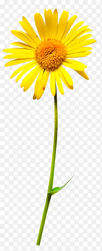 ��ֲ���ܹ��������ز�-������