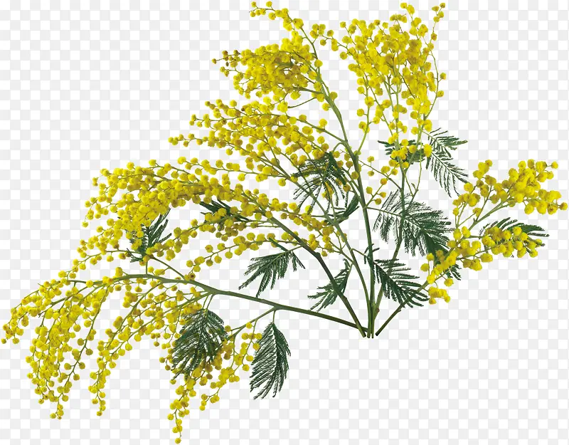 �ʻ����ܻ����ز�-������