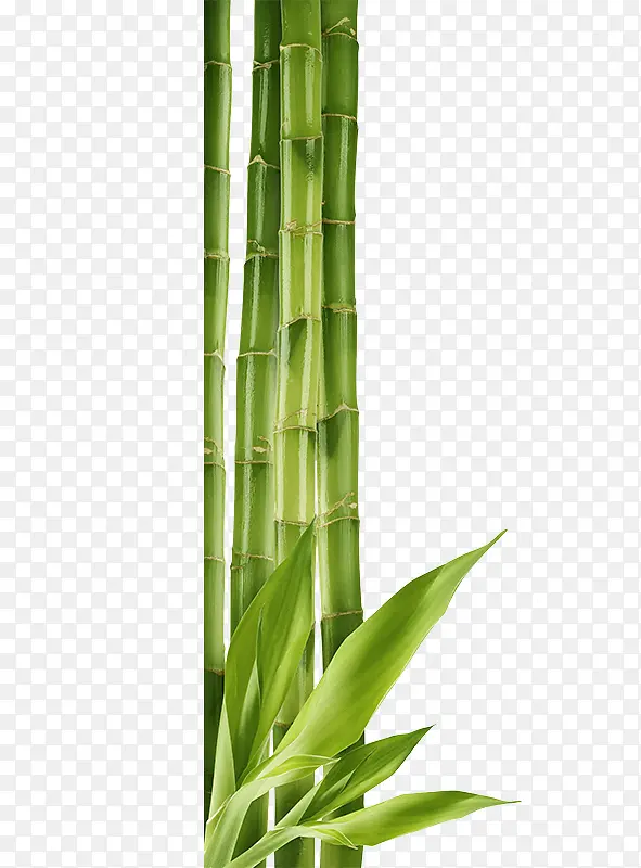 ��ͨ�ֻ�����-������