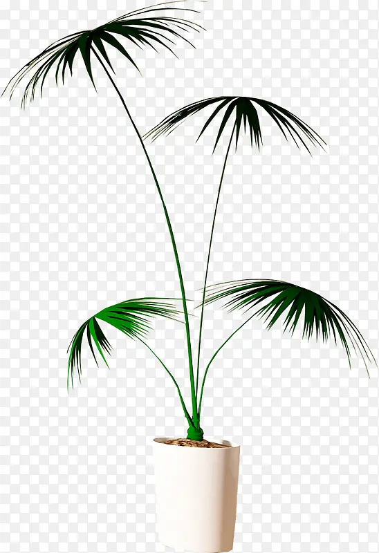 ��ɫ���Բ�ľ-������