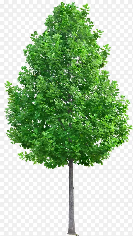 ��ɫ����-������