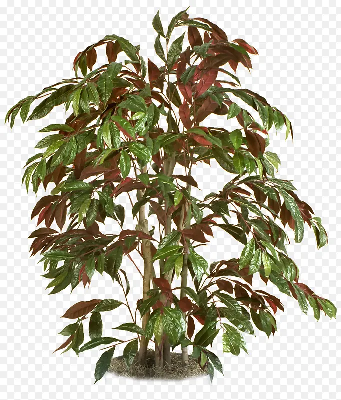 ֲ��-������