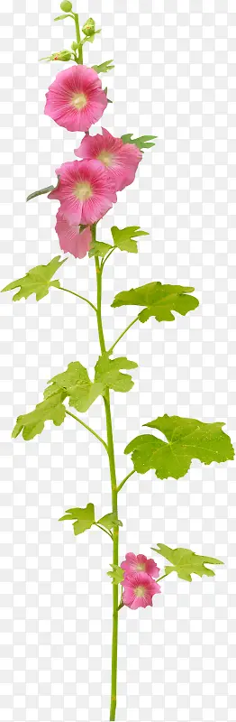 ��ֲ����װ��ͼ��-������