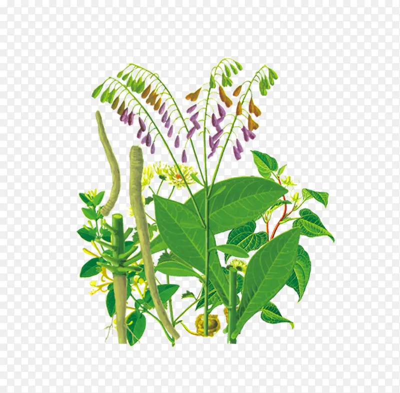 �ֻ�ֲ��-������