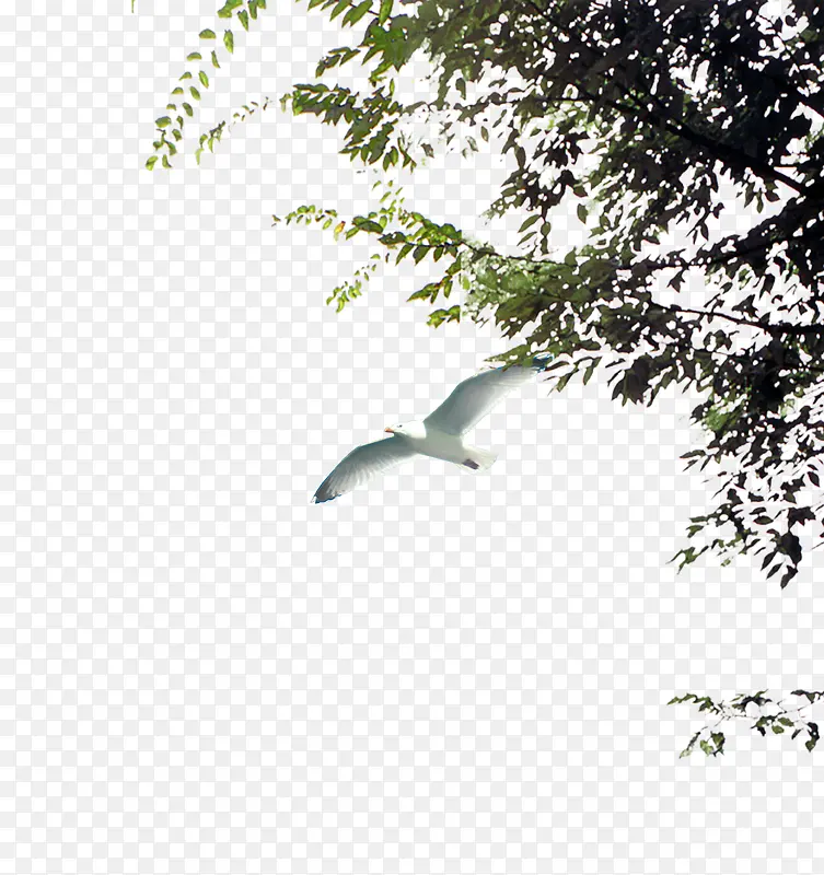 ����ֲ��-������