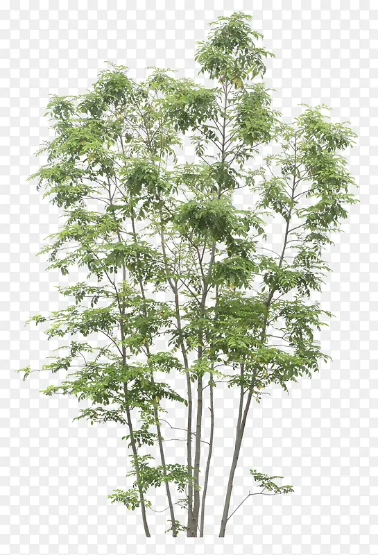 ��ɫ����-������