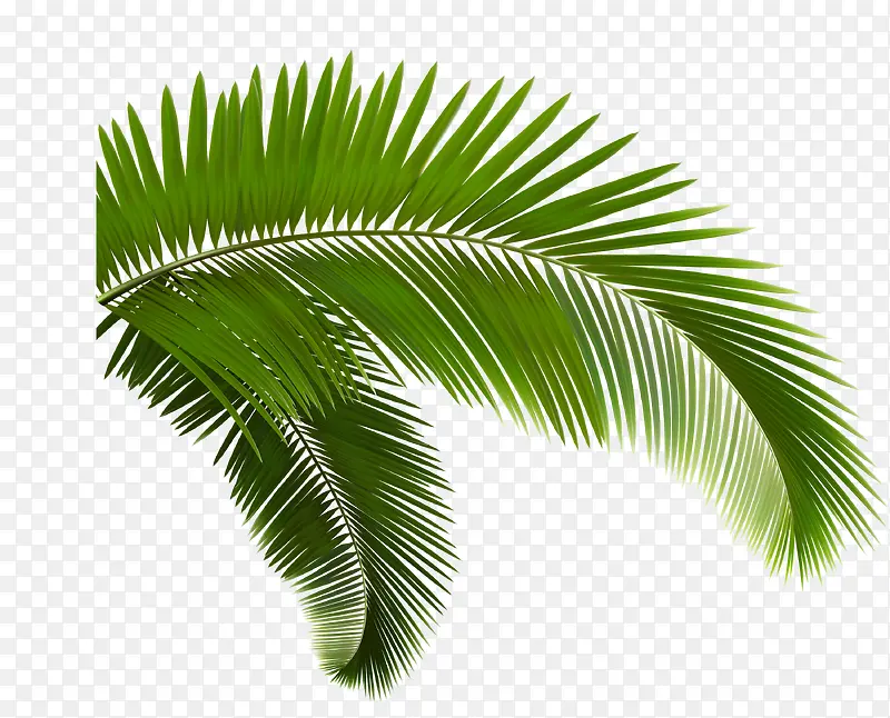 ��ɫ����ֲ����֦-������