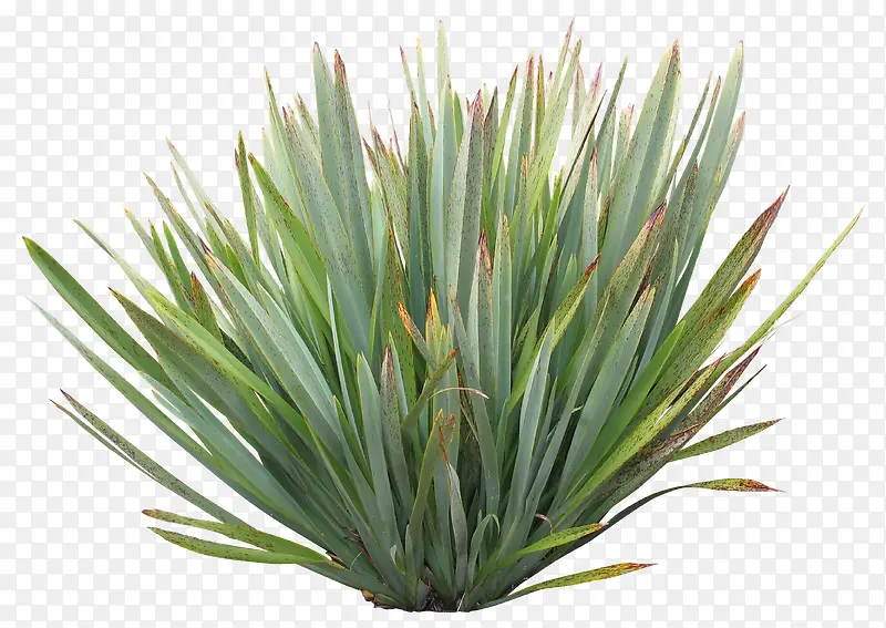 ��ɫ��С��-������