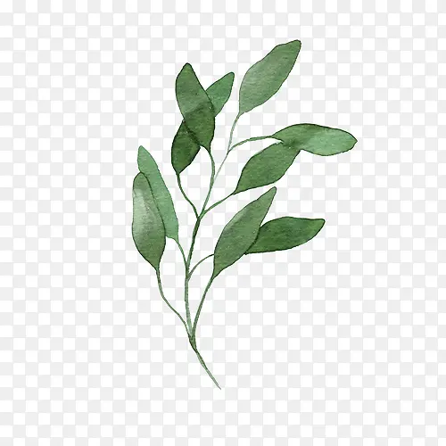 ˮ��Ҷ��-������