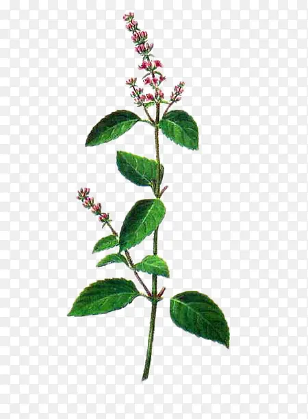 ���˲�ֲ��-������