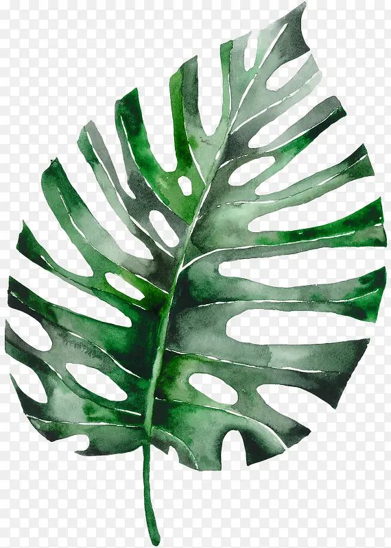 ��ɫҶ��-������