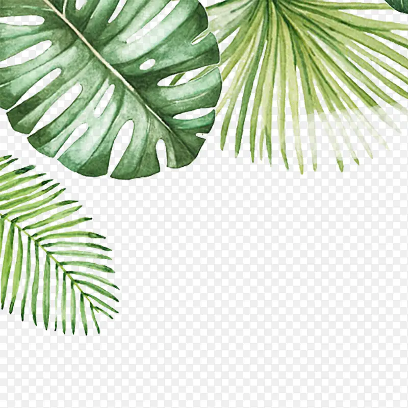 ˮ��Ҷ��-������