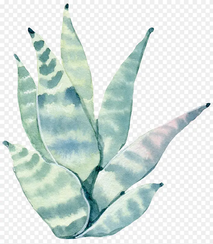 �ֻ�ˮ����ɫֲ��-������