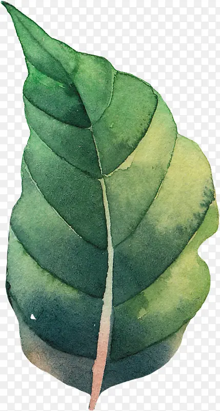 �ֻ�ˮ����Ҷ-������