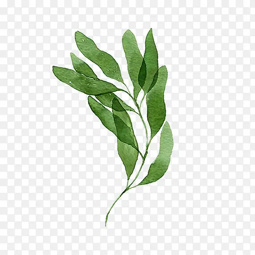 ˮ��Ҷ��-������