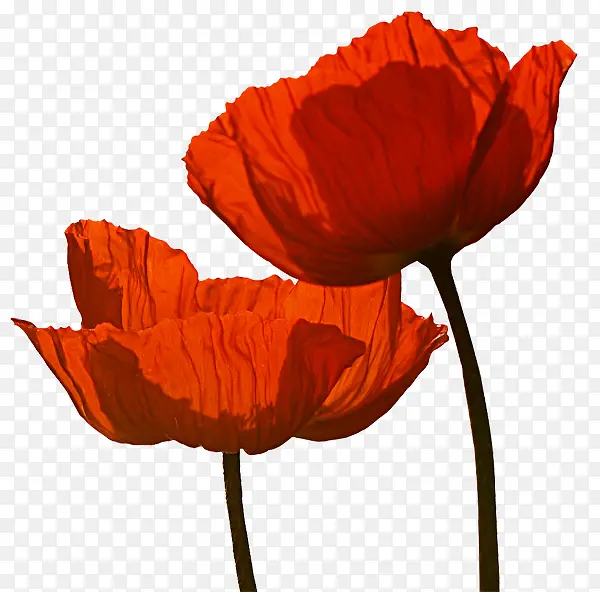 ���ܱ����ز���ֲ����-������