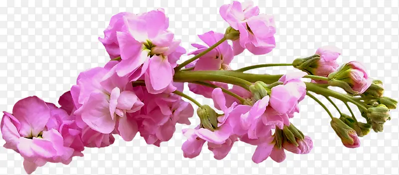 ��ֲ����ֲ�ﻨ���ز�-������