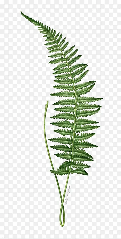 ��֦-������