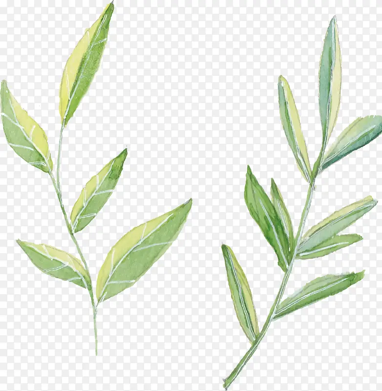 �ֻ�ˮ��ֲ����Ҷ-������