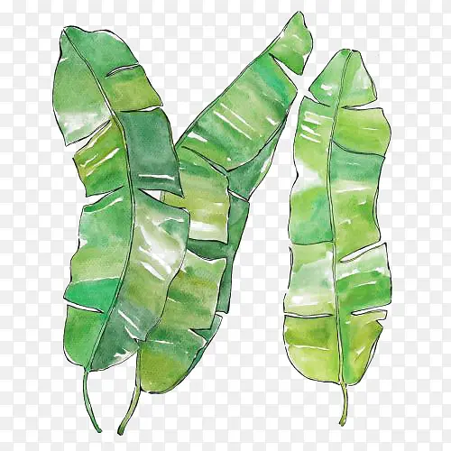 ˮ��Ҷ��-������